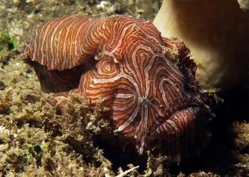 A psychedelic Ambon frogfish, its skin patterned in swirling cream and brown maze-like stripes, resting on the sea floor.