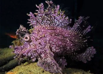 A purple weedy scorpionfish, Rhinopias frondosa, its body covered in frilled tassels, perched on a dark reef.
