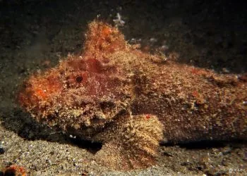 A Lembeh velvetfish, mottled orange and brown and dusted with sand, camouflaged on the sea bed.
